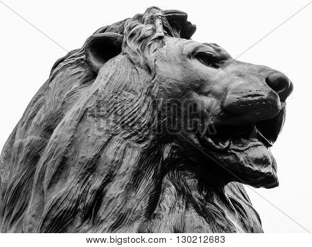 Lion head of Trafalgar square closeup. London UK