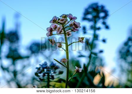 Lobularia maritima Sweet alyssum. Pink little flowers