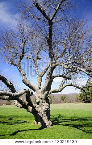 An old apple tree at Topsmead State Park in Litchfield Connecticut in the early spring.