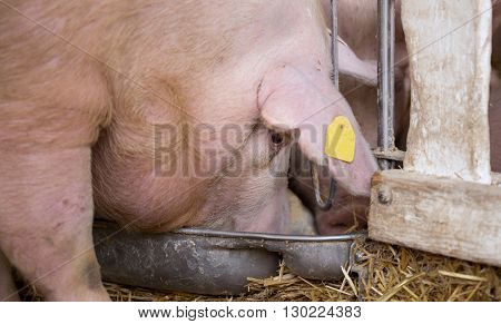 Pig Eating From Hog Feeder