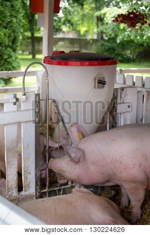 Pigs Eating From Hog Feeder