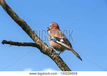 Singing spring bird on a dead tree in the garden - life goes on.