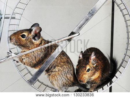 Degu in wheel. Australian mouse. Running degu.