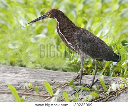 Adult Rufescent Tiger Heron (Tigrisoma lineatum) - Panama
