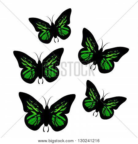Big collection of colorful butterflies. Vector Vector