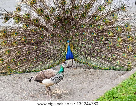 Courting ritual of a couple of urban peacocks