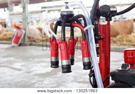 Milking Machine In Front Of Cows