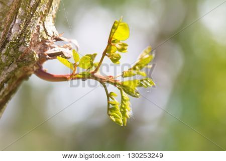 Young green sprout of an acacia on a tree trunk. The tree trunk is covered with thick old bark and escape absolutely young. It is lit with a sunlight. Close up small depth of sharpness