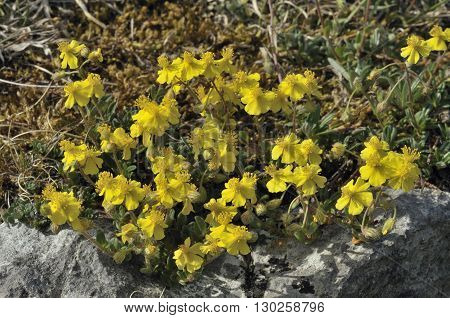 Hoary Rock-rose - Helianthemum canum growing on The Burren