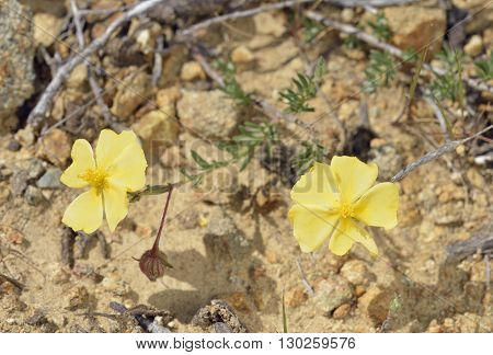 Arabian Rock-rose - Fumana arabica Yellow Cistaceae Flower
