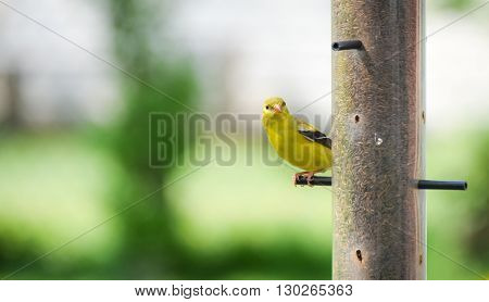 Little Yellow birds - American Goldfinches (Spinus tristis) feeding at a seed feeder as they make their new homes.