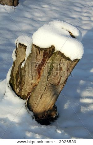 tronco d'albero
