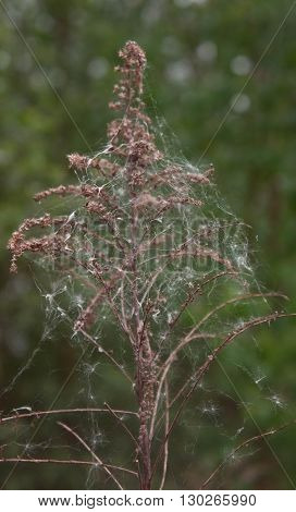 dry branch of a plant against the green wood,young green leaves of trees on thin branches, the wood, the nature, yellow and
red leaves, walks outdoors, the nature, coniferous forests