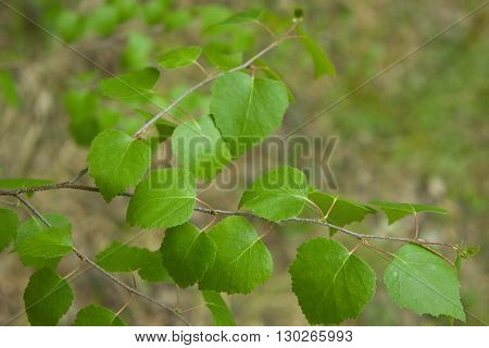 young green leaves of trees on thin branches, the wood, the nature, yellow and
red leaves, walks outdoors, the nature, coniferous forests