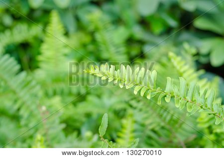 Closeup leaves of green fern Pteridophyta in the garden