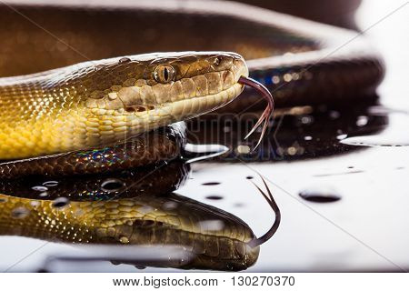 Single Rainbow Serpent Water Python - Liasis fuscus - isolated on black mirror in studio
