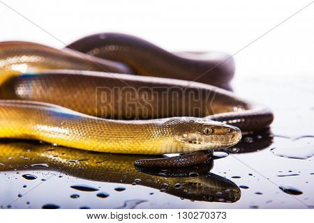 Single Rainbow Serpent Water Python - Liasis fuscus - isolated on black mirror in studio
