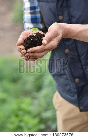 Farmer using loam to plant new seeds