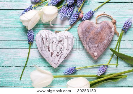 White tulips blue muscaries flowers and two decorative hearts on turquoise wooden background. Selective focus. Flat lay.