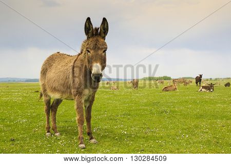 Drove of donkeys restingin the green meadow