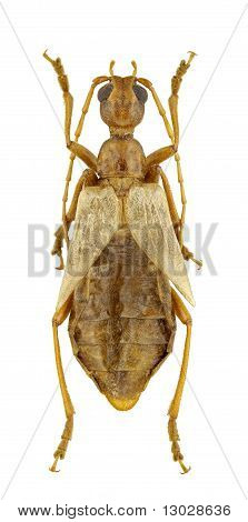 Vesperus Luridus