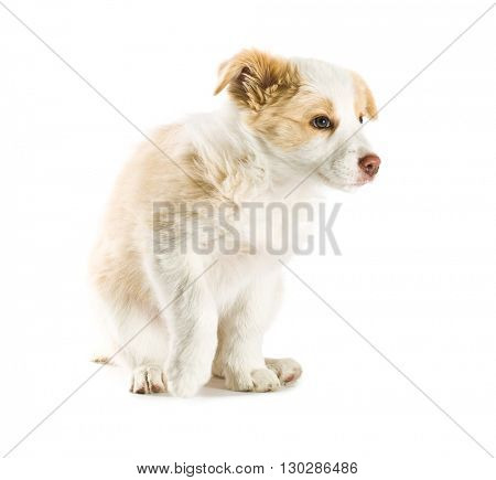 Ee red Border Collie puppy. Young dog isolated on white background. 
