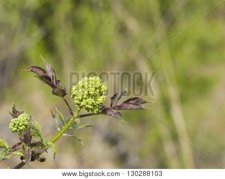 Flower buds and leaves of red elderberry Sambucus Racenosa on branch with bokeh background macro selective focus shallow DOF