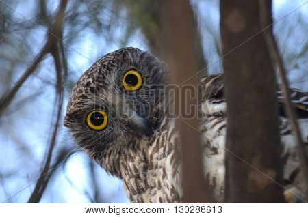 Curious Australian Powerful Owl looking down from a tree