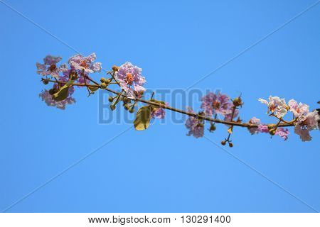 Beautiful Purple Lagerstroemia Flower