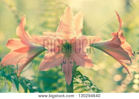 Hippeastrum Johnsonii Bury Beautiful Flower