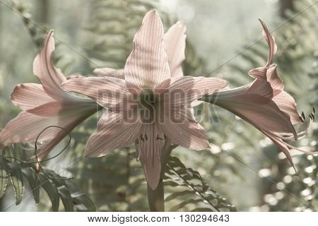 Hippeastrum Johnsonii Bury Beautiful Flower