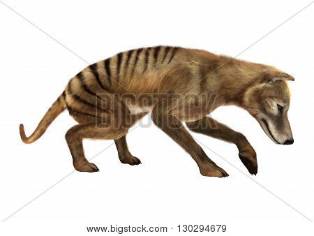 3D Rendering Thylacine On White