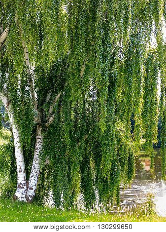 Magnificent European White Birch (Betula pendula), on the edge of a lake in midsummer