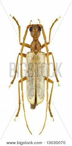 Vesperus Luridus