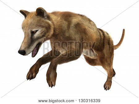 3D Rendering Thylacine On White