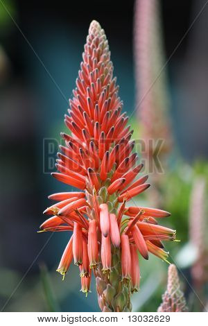 Agave bloem