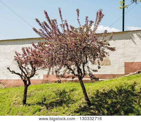 Blooming sakura trees in front of the old wall. Seasonal scene. Spring time.