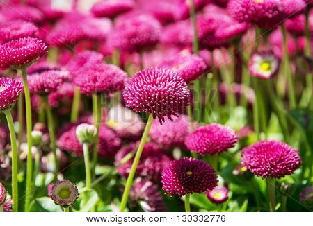 Pink English daisies - Bellis perennis - in spring park. Detailed seasonal natural scene. Bellasima rose. Close up nature. Vibrant color.