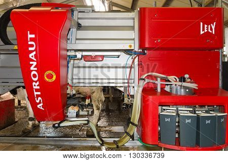 DINKELLAND NETHERLANDS - OCTOBER 10 2015: Cows being milked by a fully automated milking robot