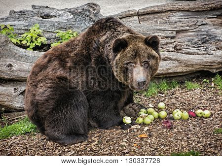 Brown bear - Ursus arctos arctos - posing and eating green apples. Animal theme. Teddy bear. Humorous scene. Beaty in nature.