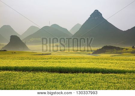 Yellow rapeseed flower field with the mist in Luoping, China