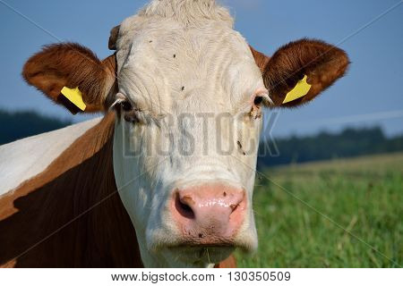 Cattle on meadow - closeup and Portrait