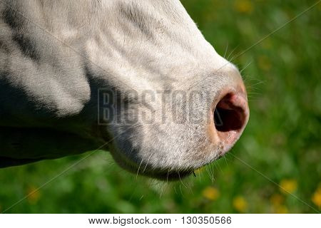 Detail picture of a cow muzzle - side view