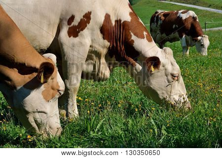 Simmental in animal welfare on juicy meadow
