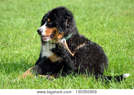 fluffy young Bernese Mountain dog Scratching - action