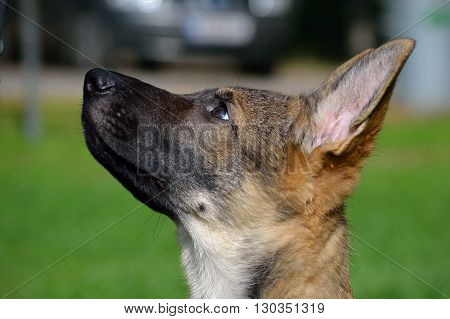Portrait of a guileless-looking German Shepherd Dog