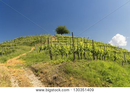 Hill with vineyard at Montevecchia (Lecco Brianza Lombardy Italy) at spring
