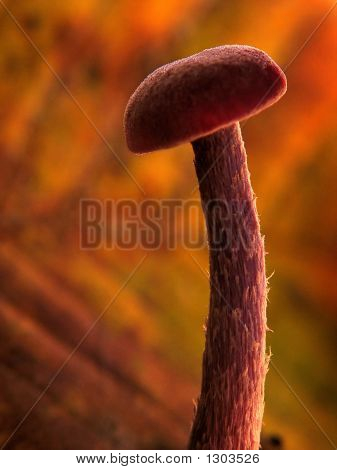 Mushroom