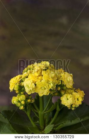 Yellow kalanchoe bouquet, flowers on dark background