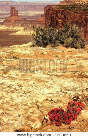 Canyon View, a Fire Flower